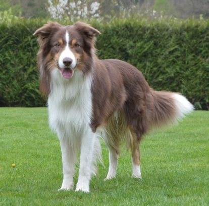 New Star Of Habby's Home ( Sky )